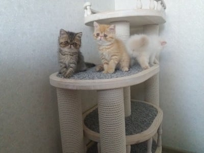Комплексы для кошек «Деруша» – фото 13
