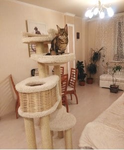 Комплексы для кошек «Басик+» – фото 38