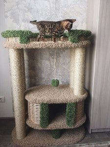 Комплексы для кошек «Фидика» – фото 35