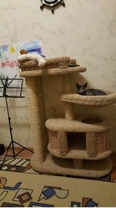 Комплексы для кошек «Брунетка» – фото 31