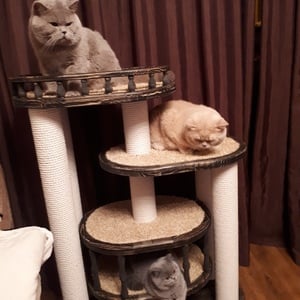 Комплексы для кошек «Деруша» – фото 11