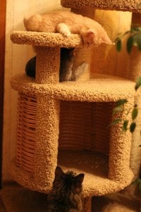Комплексы для кошек «Эдуська» – фото 1